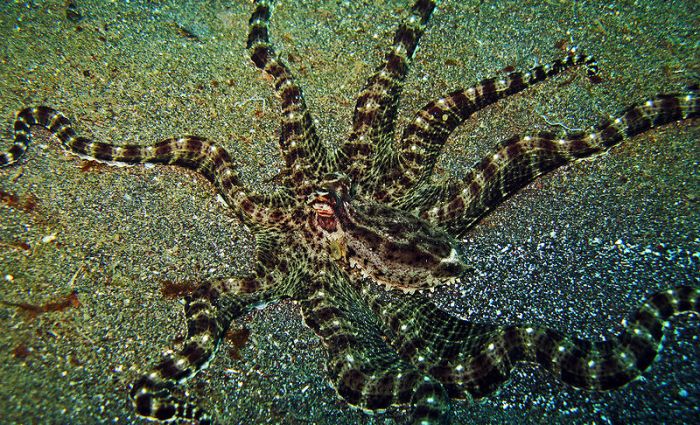 New Camouflage Technology Copies a Cephalopod's Natural ...