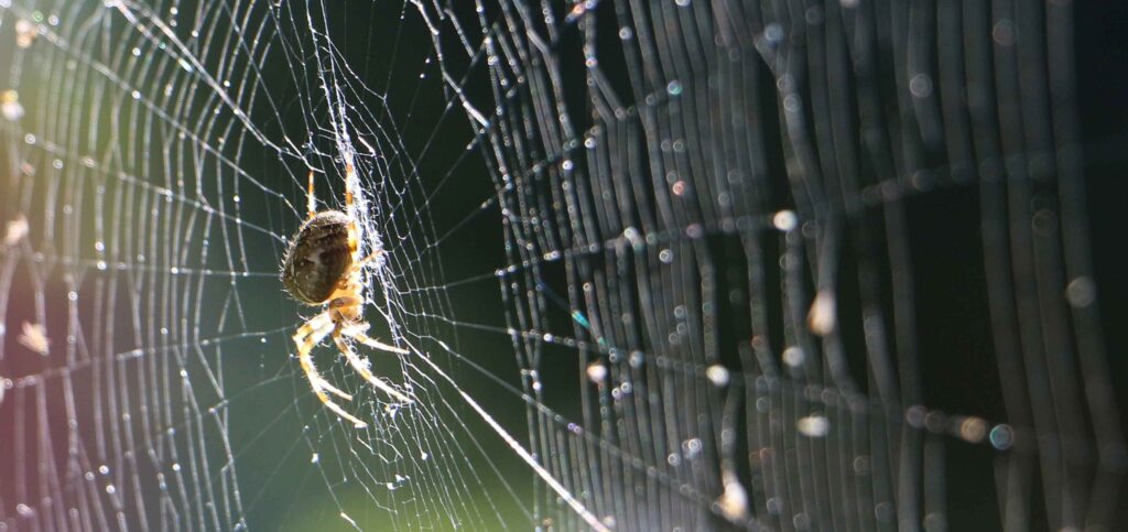 spider silk