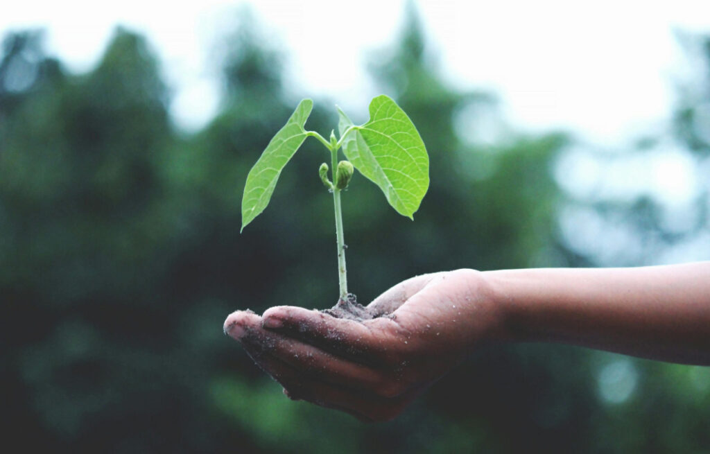 person-holding-a-green-plant