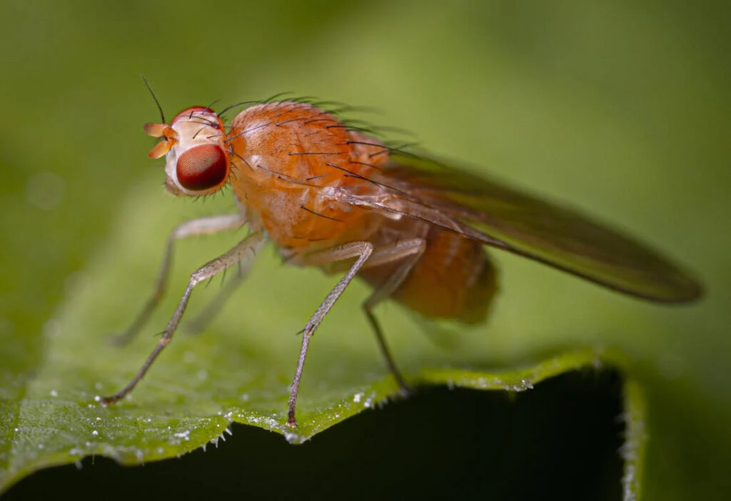 macro-photography-of-a-fruit-fly